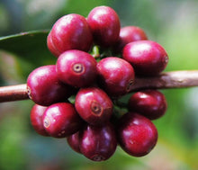 HORS CATEGORIE COLLECTION #2 | GESHA VILLAGE | OMA LOT 22 / 129 - Eleven Speed Coffee