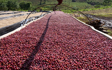 HORS CATEGORIE COLLECTION #2 | GESHA VILLAGE | OMA LOT 22 / 129 - Eleven Speed Coffee